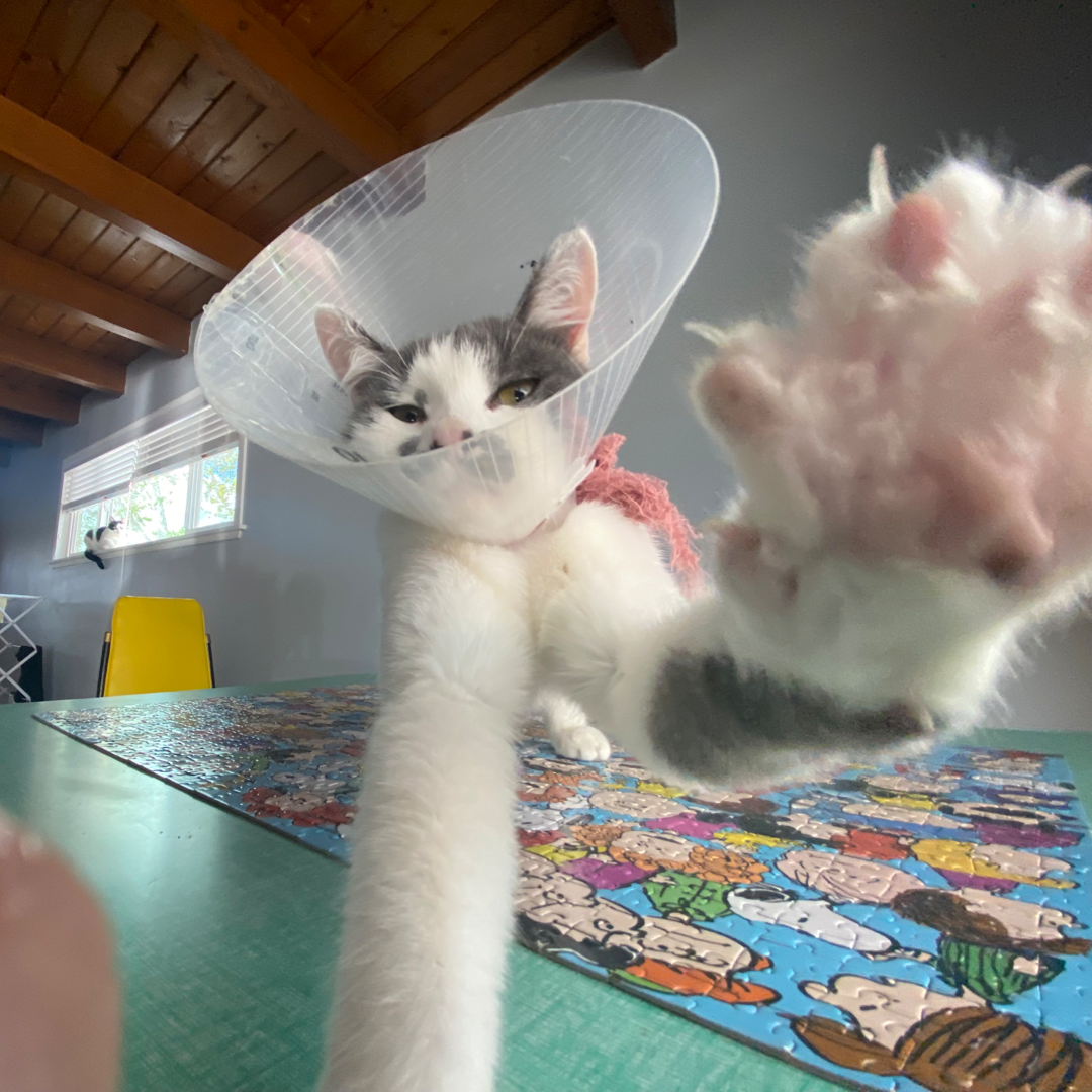 oily with claws out ready to attack