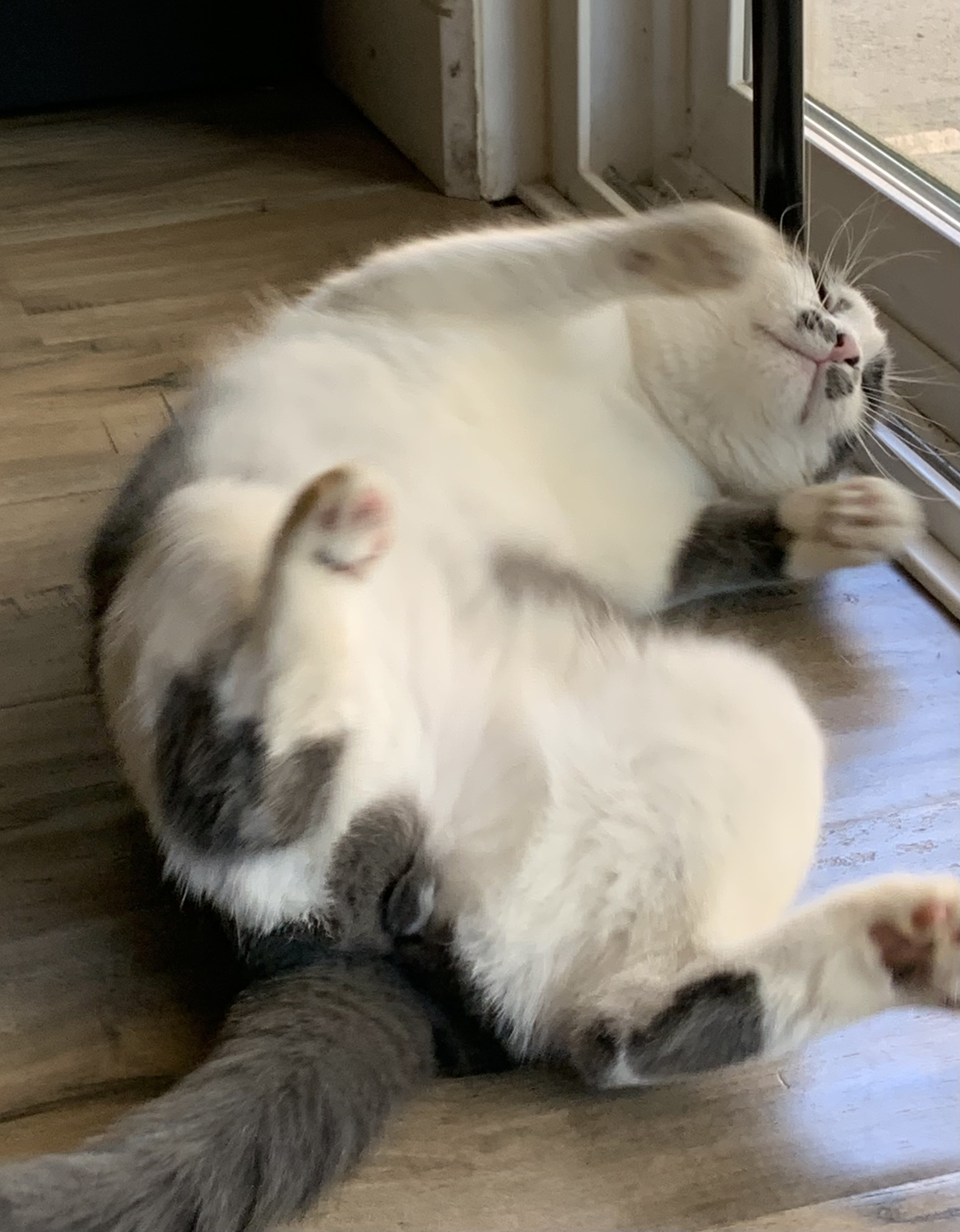 oily, a cat, asleep ontop of a blanket